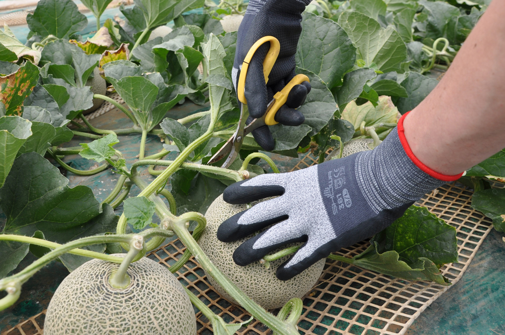 ユース画像(381 マイクログリップL)