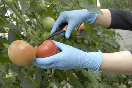 ユース画像(NBRディスポ)