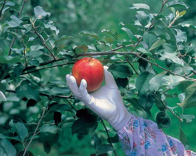 イメージ画像(ピッタリ背抜き)