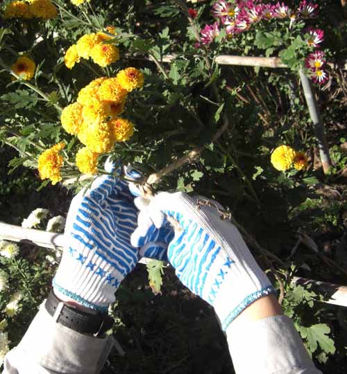 イメージ画像(スベリ止め手袋天然ゴム)