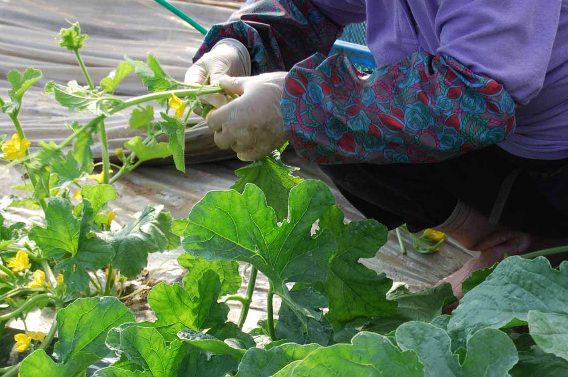 イメージ画像(NRディスポ)